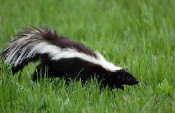 Moufette &copy; Fotolia