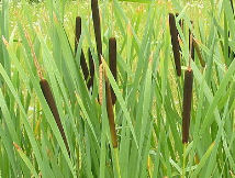 Photo de Jonas Bodgan, Public Domain, Wikipedia