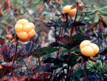 Cloudberry, photo Gerry Risser Assiniboine Tipis
