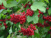 Photo Wouterhagens, Public Domain, Wikipedia