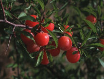 Photo courtesy of USDA NRCS