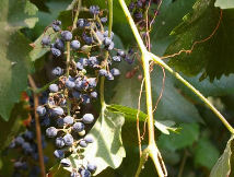 Photo by KP Botany, Wikipedia, Public Domain