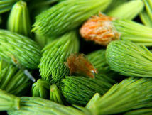 White Spruce Tips, photo Butter Poweredbike
