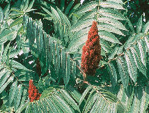 Phoro Public Domain, USDA-NRCS PLANTS Database / Herman