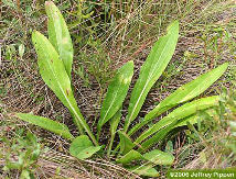 Trilisa Odoratissima - Deer's Tongue - Photo © Jeff Pippen