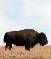 The American Buffalo