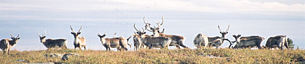 Barren Ground Caribou, Nunavut, Churchill, Northern Manitoba