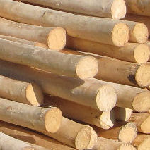 Debarked Teepee Poles