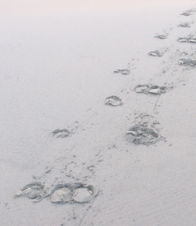 Buffalo Tracks