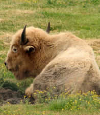 White Bison