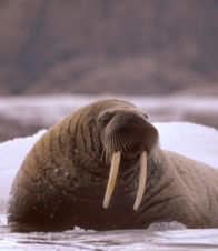 Walrus Photography