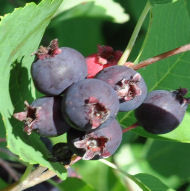 Sascatoon Berries - Photo G. Risser Assiniboine Tipis