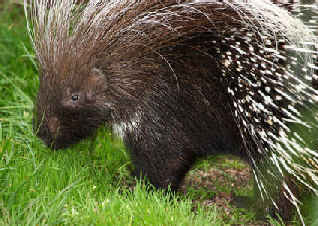 The North American Porcupine - Fotolia