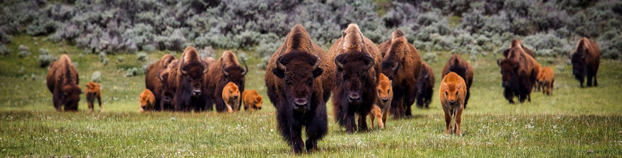 Buffalo, December 22, 2024 North American Bisons