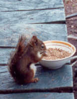 Squirrel guest for breakfast