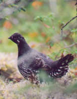 Spruce Grouse